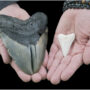 9-year-old girl discovers a megalodon shark tooth on Maryland beach