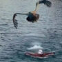 Outstanding capture of an eagle flying toward swimming man