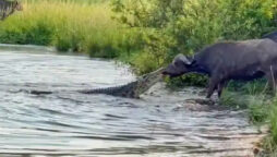 Viral Video: Buffalo takes a massive crocodile out of the water