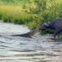 Viral Video: Buffalo takes a massive crocodile out of the water