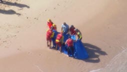 Sydney: Bull sharks maul a dolphin, 2 Sydney beaches close