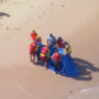 Sydney: Bull sharks maul a dolphin, 2 Sydney beaches close