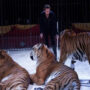 Tiger inflicts injury on Italian circus performer
