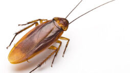 cockroach