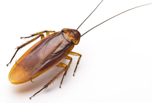 This Valentine’s Day, you can name a cockroach after your ex