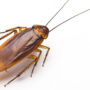 This Valentine’s Day, you can name a cockroach after your ex
