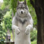 A Japanese man pays Rs. 18 lakh to resemble a wolf