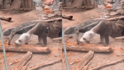 Netizens perplexed by this video of an anteater