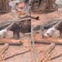Netizens perplexed by this video of an anteater