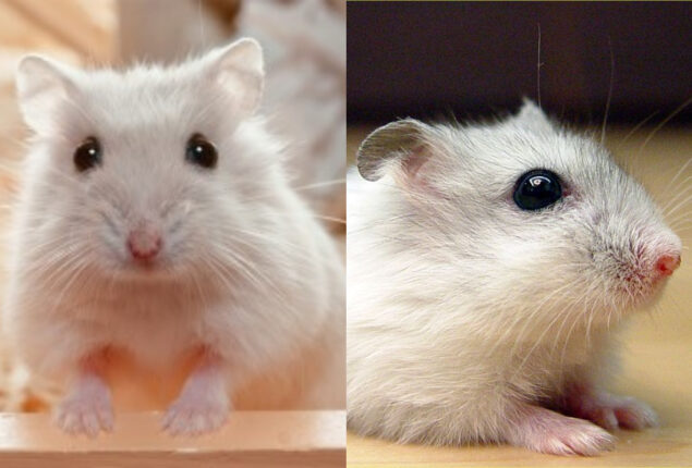 Hong Kong lifts hamster import prohibition