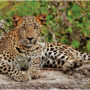 Saving leopards