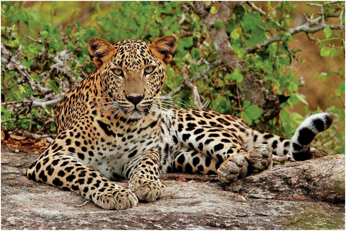 Saving leopards