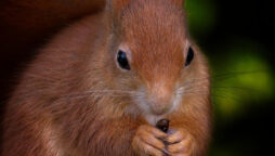 Number of Red squirrels rises in Scotland, survey finds 