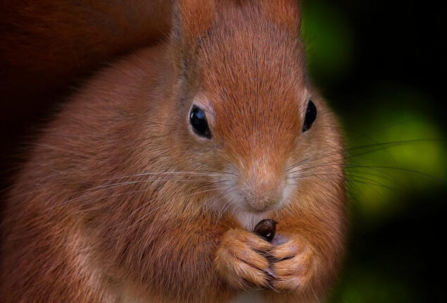 Number of Red squirrels rises in Scotland, survey finds 