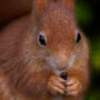 Number of Red squirrels rises in Scotland, survey finds 