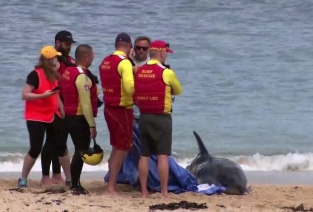 Sydney closes popular beaches after Shark attacks dolphin