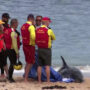 Sydney closes popular beaches after Shark attacks dolphin