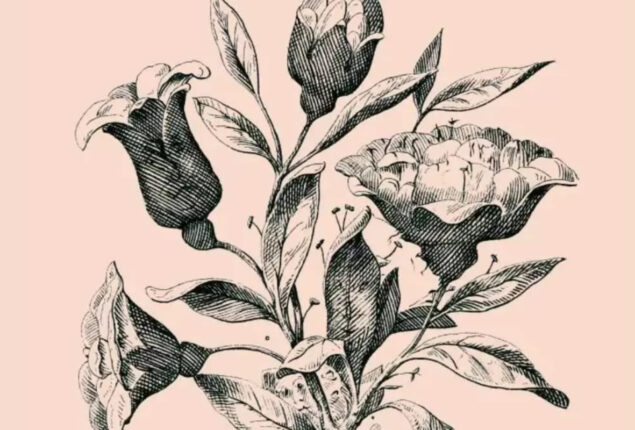 Optical Illusion: How many hidden faces can you spot in this Rose