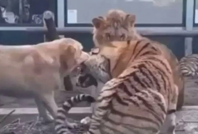 Intense fight