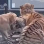 Internet stunned by intense fight involving dog, tiger and lion: Watch