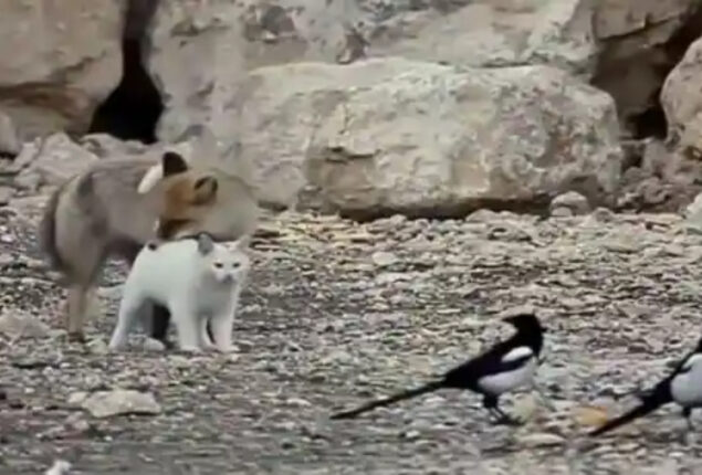 Fox and cat play together