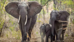Review of Poachers: An Atmospheric Tale About The Illegal Ivory Trade
