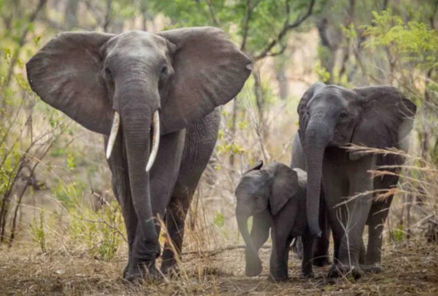 Review of Poachers: An Atmospheric Tale About The Illegal Ivory Trade