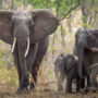 Review of Poachers: An Atmospheric Tale About The Illegal Ivory Trade