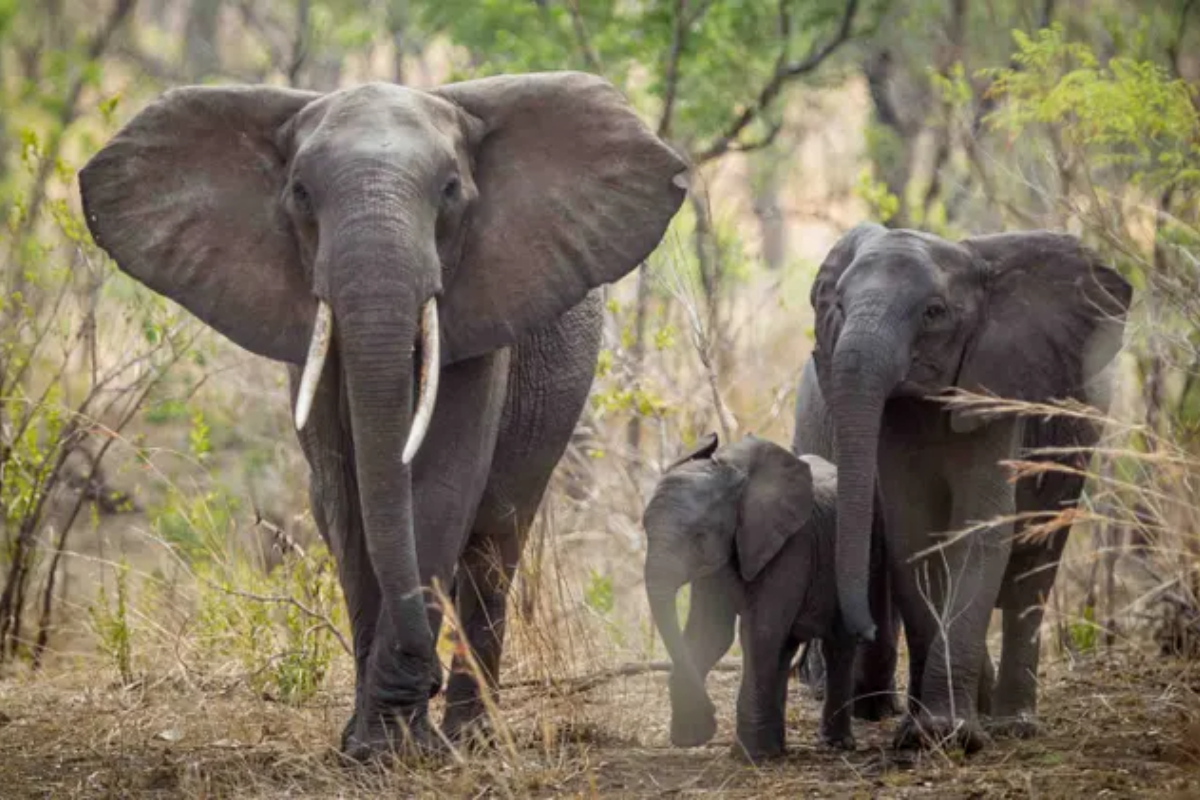 Illegal Ivory Trade