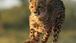 India allows introduction of dozen South African cheetahs