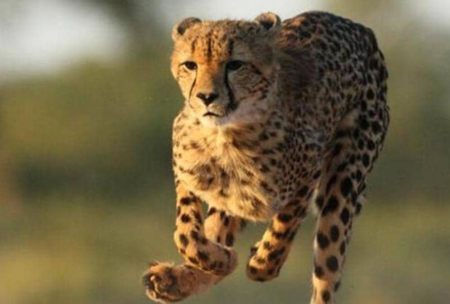 India allows introduction of dozen South African cheetahs