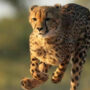 India allows introduction of dozen South African cheetahs