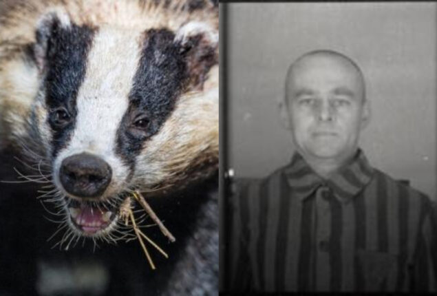 badger baiting