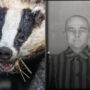 Police arrests Sunderland man in badger baiting case