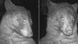 Bear ‘finds’ hidden nature camera, ends up ‘taking’ 400 selfies