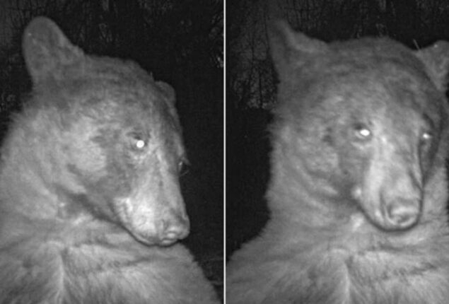 Bear ‘finds’ hidden nature camera, ends up ‘taking’ 400 selfies