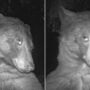 Bear ‘finds’ hidden nature camera, ends up ‘taking’ 400 selfies