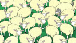 Optical Illusion: Can you spot the Wolf among the sheep in 7 secs?