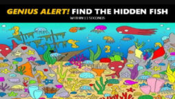 Picture Puzzle: Find the Fish Hidden in this ocean scene