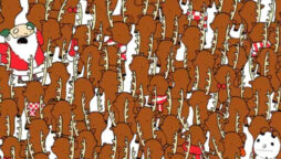 A bear is concealed in this brain teaser. Can you find it quickly?