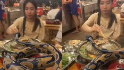 Netizens shocked: Women dining with python on table