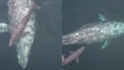 Viral Video: Boat passes mother whale swimming with calf