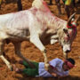 India: One dead, dozens injured at bull-taming contest