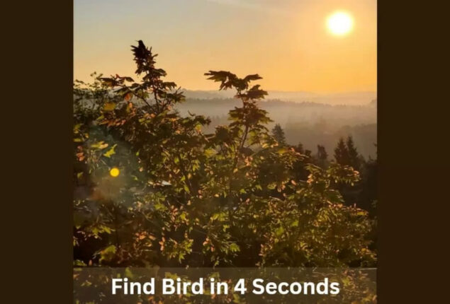 Optical Illusion: Find the bird in the trees within 4 seconds