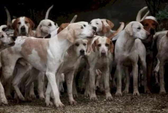 Optical Illusion: Only people with sharp eyes can spot tiger in dogs