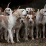 Optical Illusion: Only people with sharp eyes can spot tiger in dogs