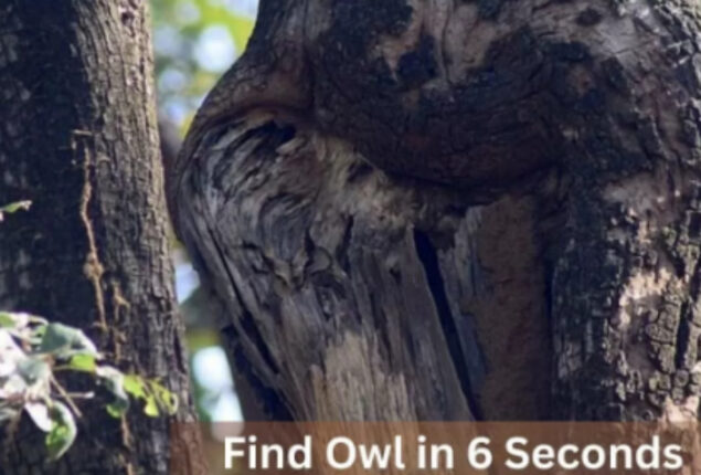 Optical Illusion: Find the owl in the forest in 6 seconds 