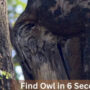 Optical Illusion: Find the owl in the forest in 6 seconds 