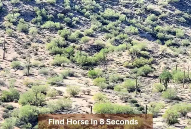 Optical Illusion: Find a horse in the woodland in 8 seconds