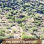 Optical Illusion: Find a horse in the woodland in 8 seconds